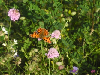 Schmetterling im PikoPark 8.11.19