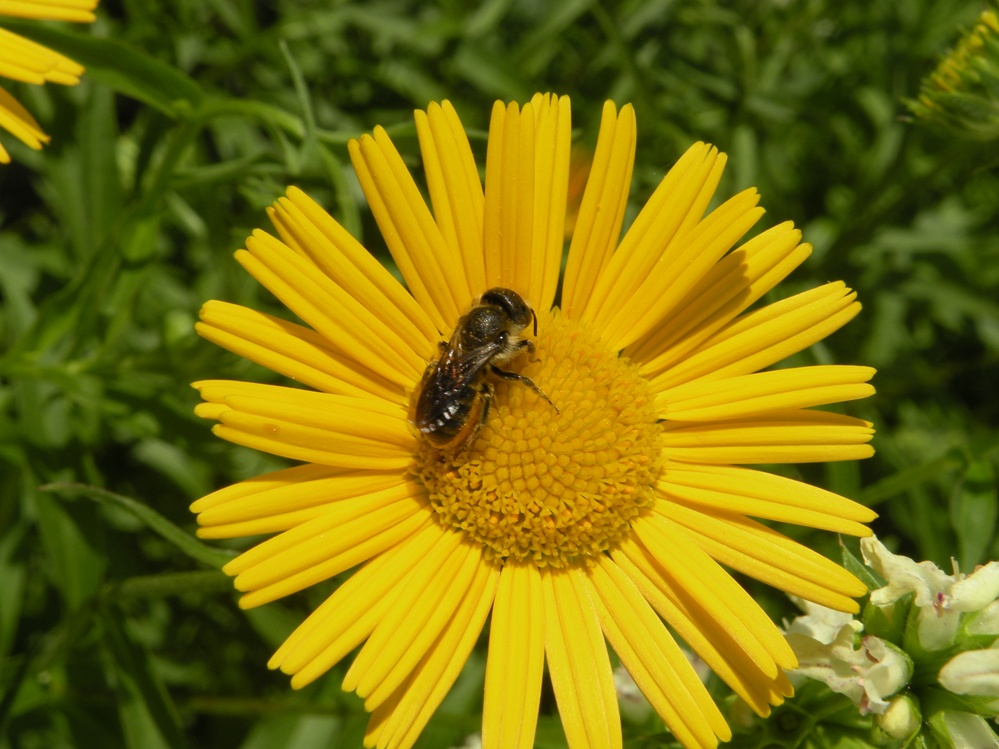RS Wildbiene auf Färberkamille 2 web